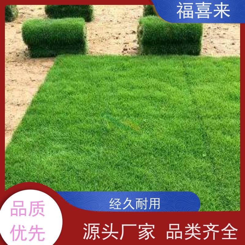 福喜来苗圃 马尼拉草卷 精品货效果好 草坪基地直发