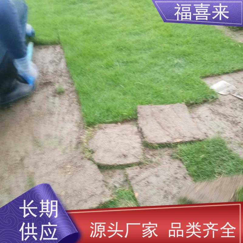 福喜来苗圃 马尼拉草皮批发 球场用草 耐旱易打理 工程草坪