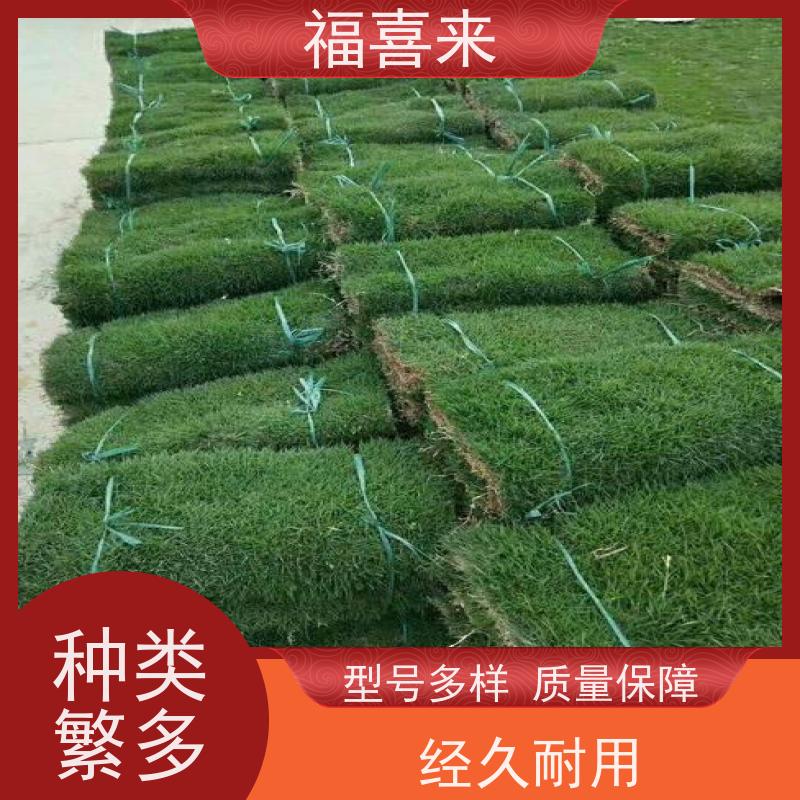 福喜来苗圃 草卷出售 球场用草 耐旱易打理 工程草坪