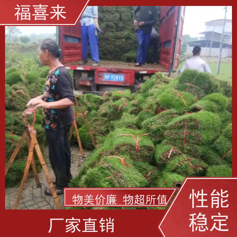 福喜来苗圃 马尼拉草卷出售 精品货效果好 草坪基地直发