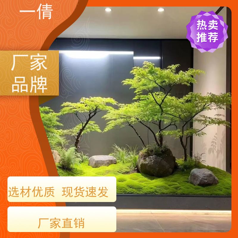 一倩花卉 铜钱草 绿植租赁出售 种类繁多 规格齐全