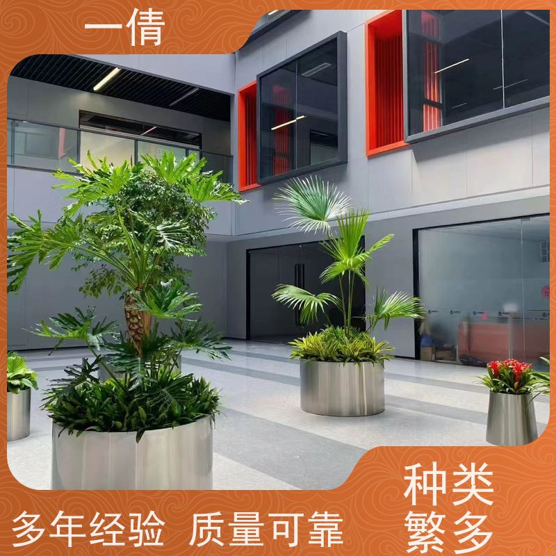 一倩花卉 铁树 绿植租赁出售 种类繁多 规格齐全