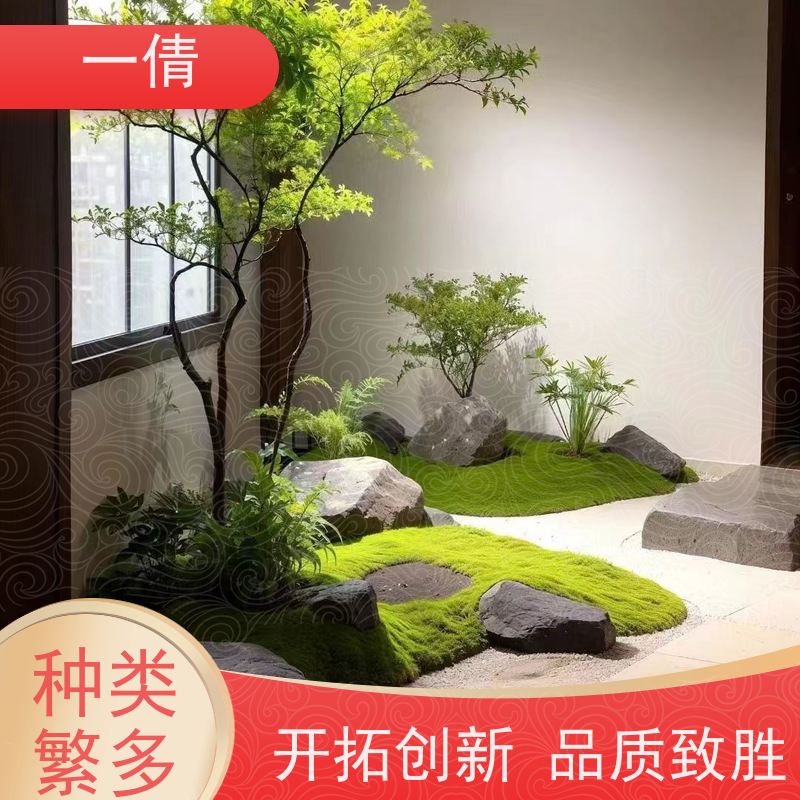 一倩花卉 单杆幸福树 绿植租赁出售 种类繁多 规格齐全