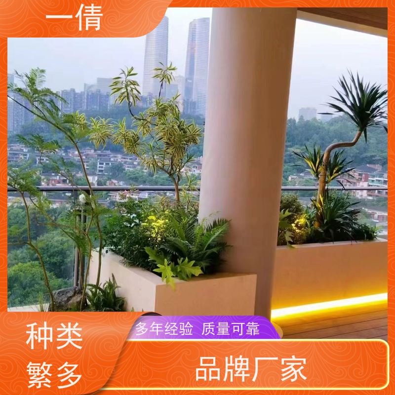 一倩花卉 富贵籽 绿植租赁出售 种类繁多 规格齐全