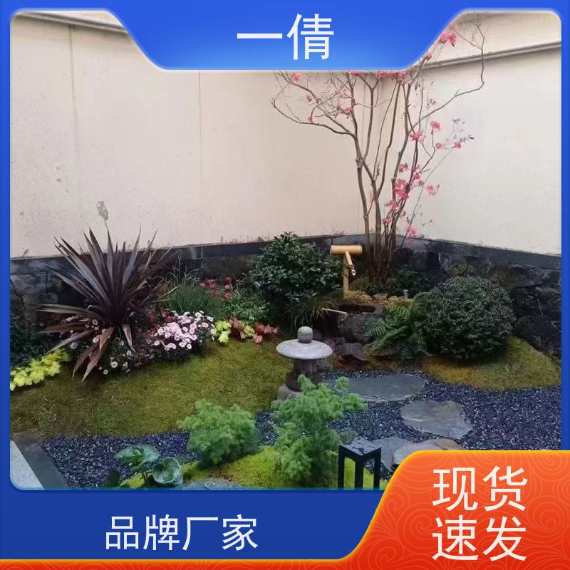 一倩花卉 虎尾兰 绿植租赁出售 种类繁多 规格齐全