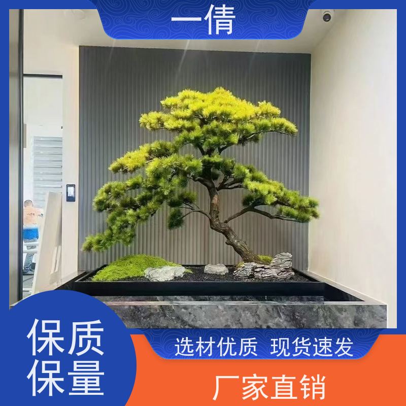 一倩花卉 金钱树 绿植租赁出售 种类繁多 规格齐全