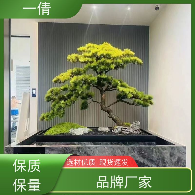 一倩花卉 超大冬青 绿植租赁出售 种类繁多 规格齐全