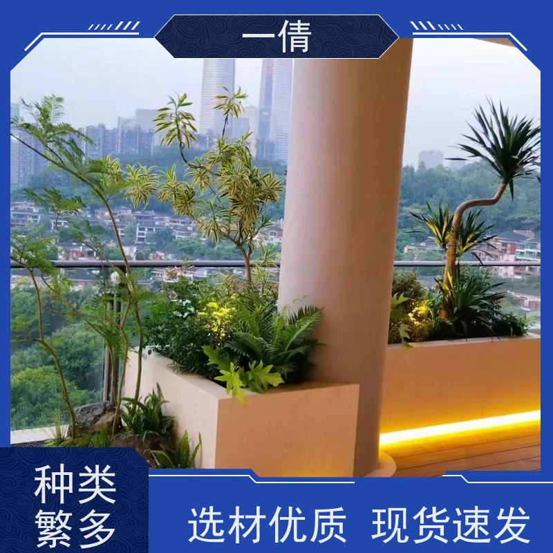 一倩花卉 鸟巢厥 绿植租赁出售 种类繁多 规格齐全
