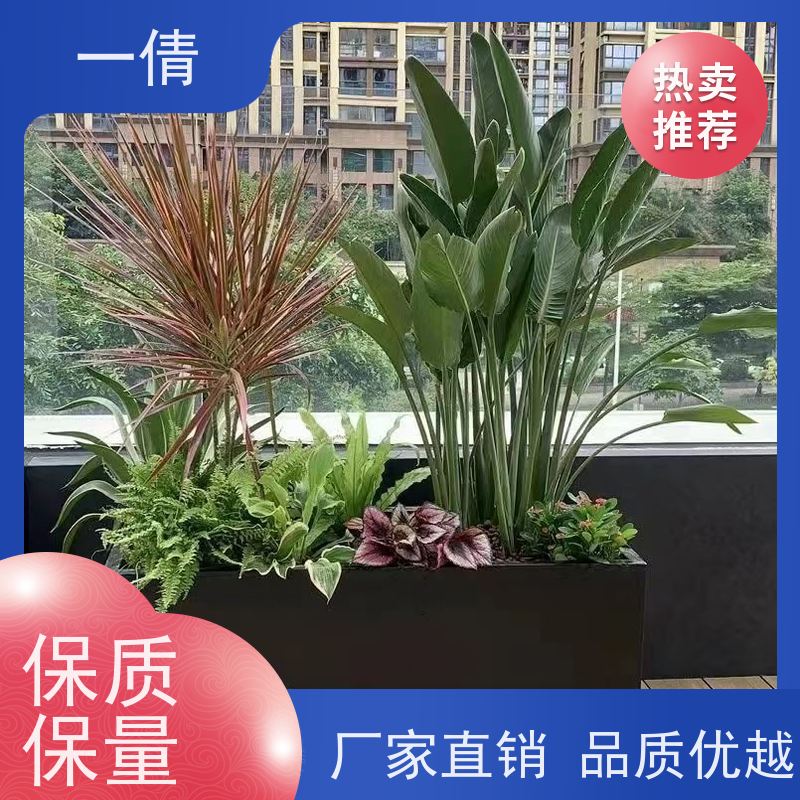 一倩花卉 大杨贵妃 绿植租赁出售 种类繁多 规格齐全