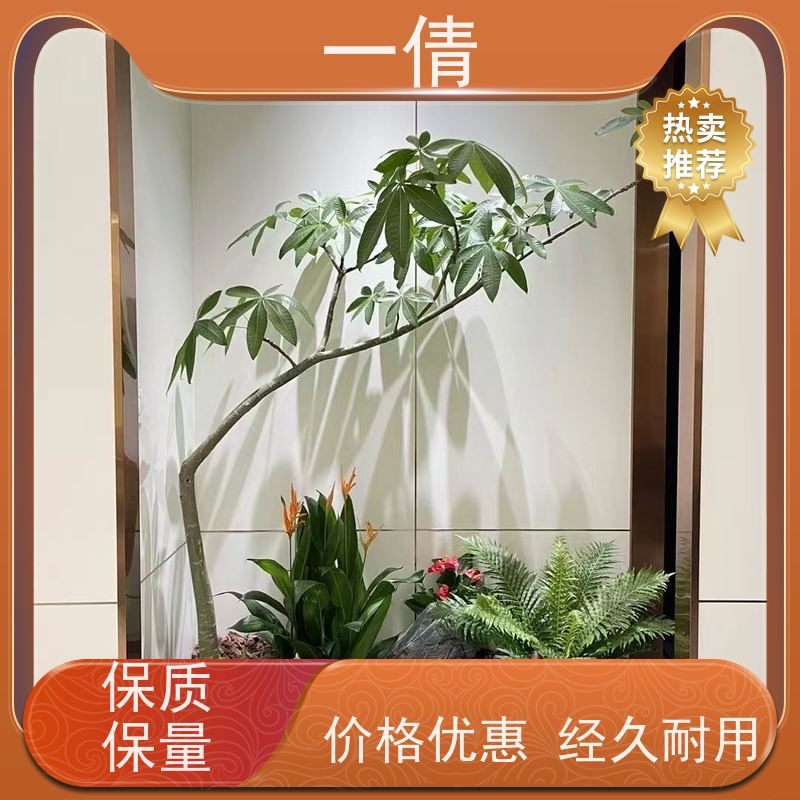 一倩花卉 黄杨 绿植租赁出售 种类繁多 规格齐全