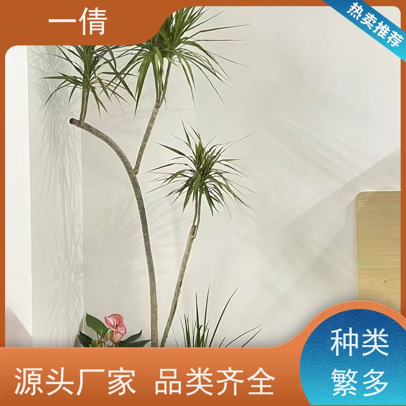 一倩花卉 银斑葛 绿植租赁出售 种类繁多 规格齐全