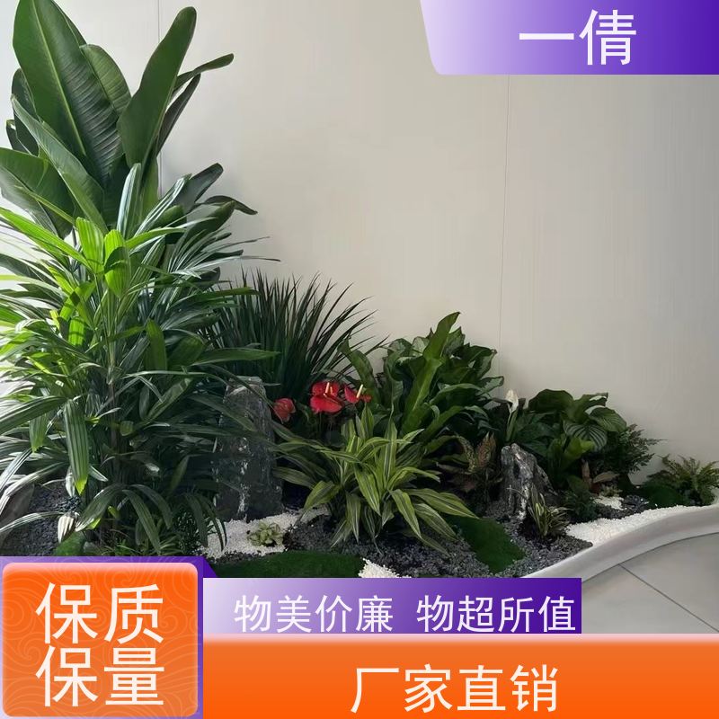一倩花卉 三层幸福树 绿植租赁出售 种类繁多 规格齐全