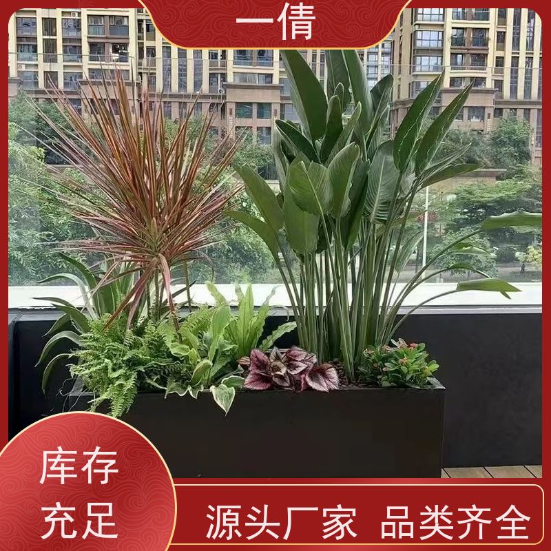 一倩花卉 如意 绿植租赁出售 种类繁多 规格齐全