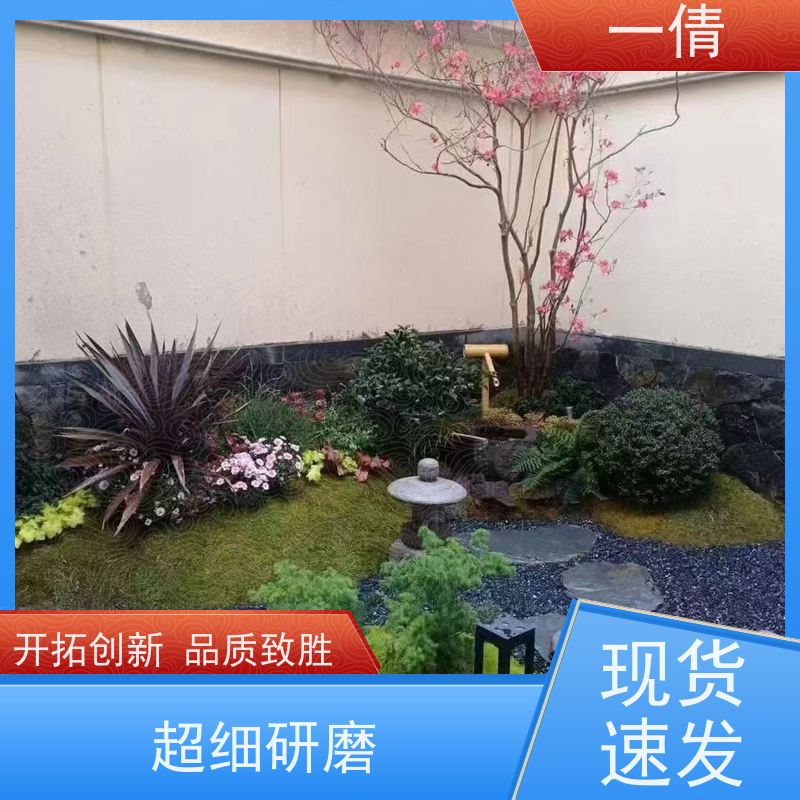 一倩花卉 橙蝴蝶兰 绿植租赁出售 种类繁多 规格齐全