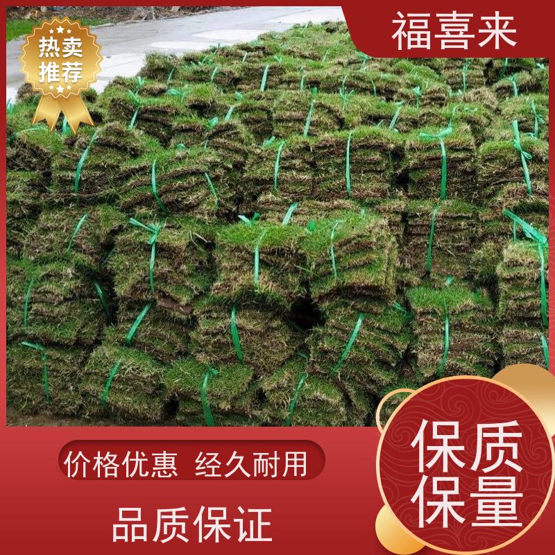 福喜来苗圃 草块直供 道路园区绿化用 常绿耐踩踏