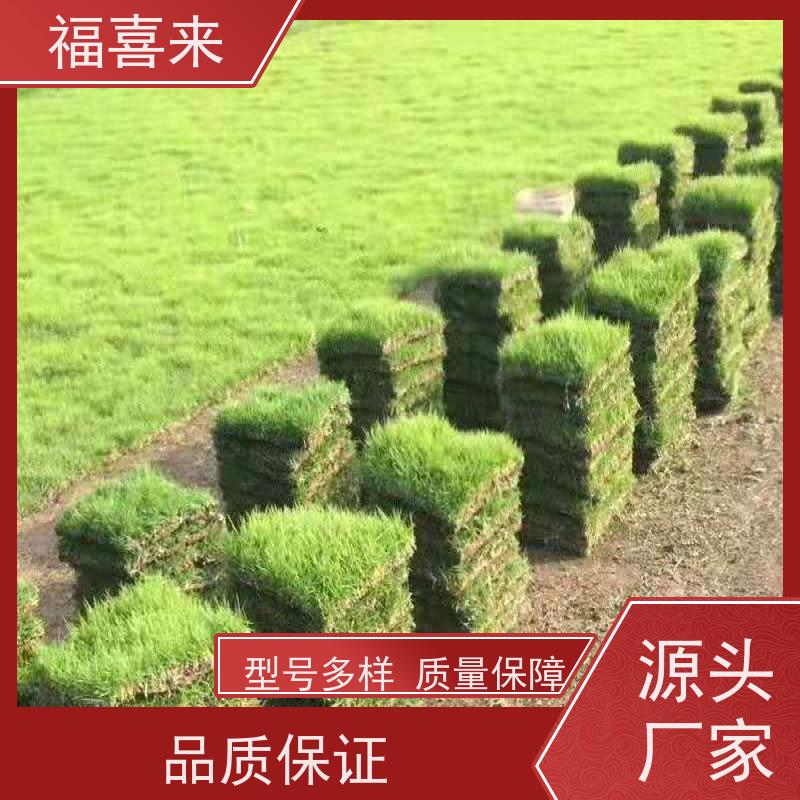 福喜来苗圃 马尼拉草块出售 道路园区绿化用 草坪基地直发