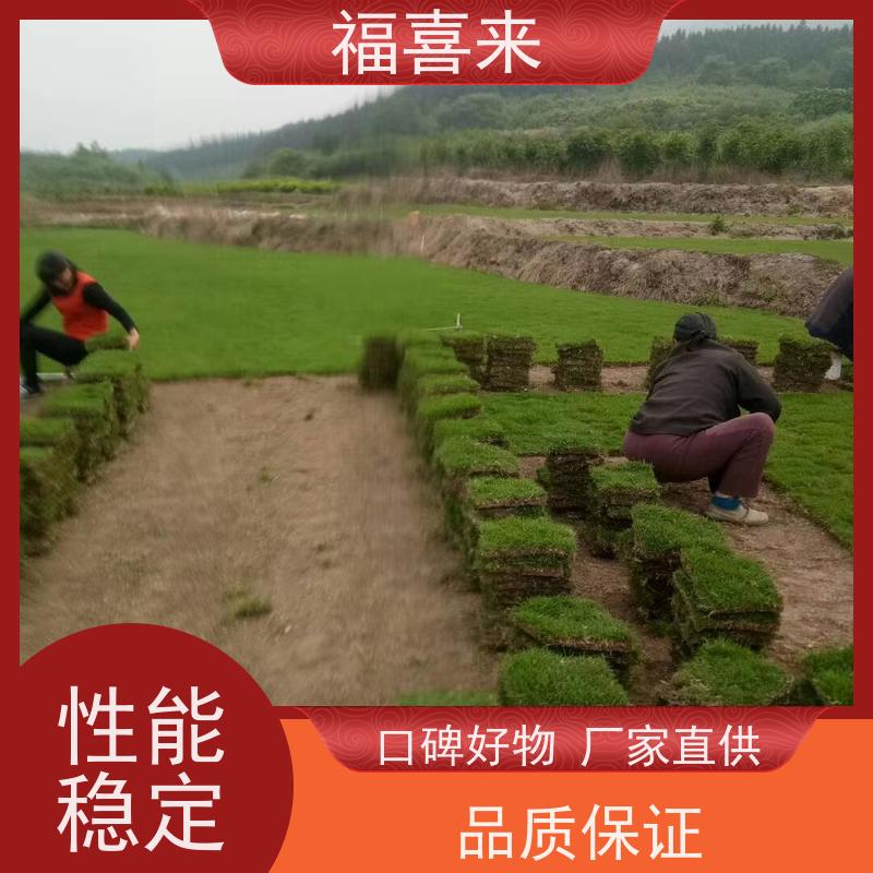 福喜来苗圃 草块批发 草皮基地直供 常绿耐踩踏