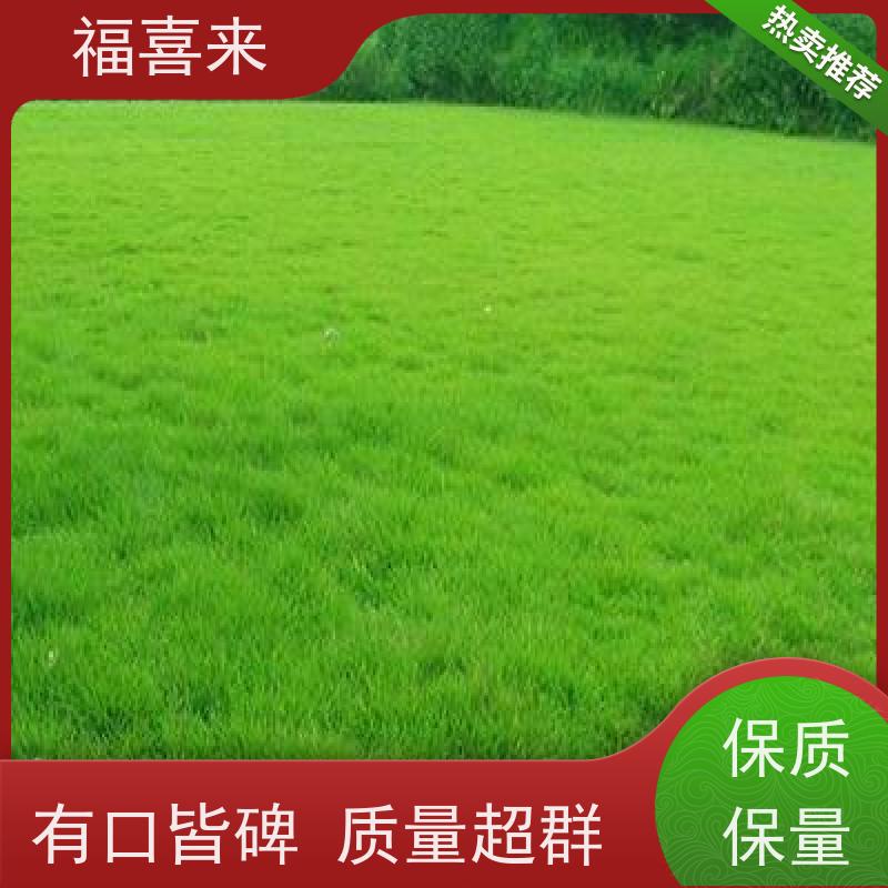 福喜来苗圃 草皮批发 球场用草 耐旱易打理 基地供应