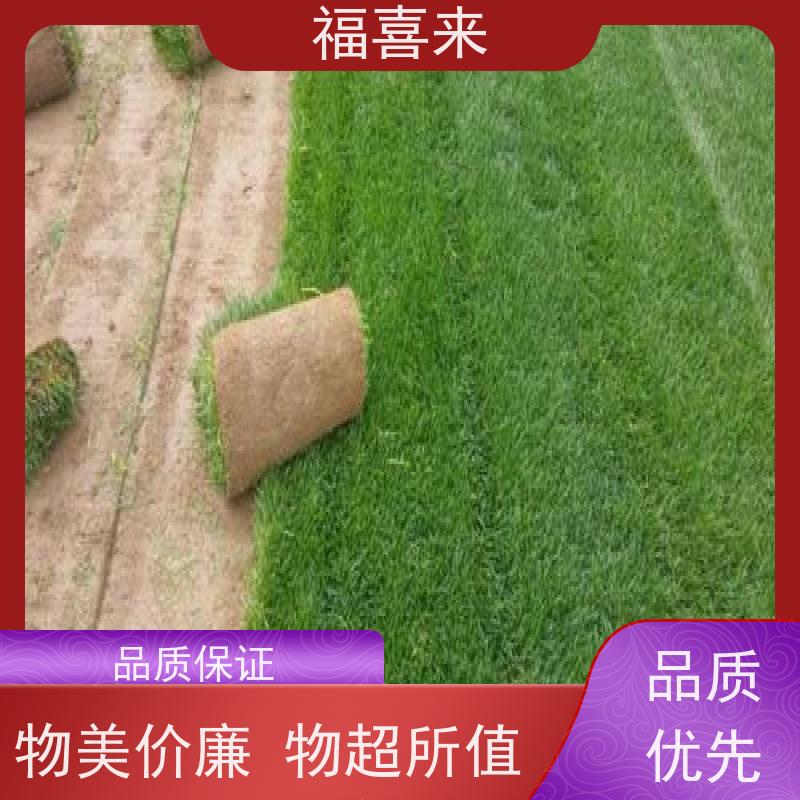 福喜来苗圃 草卷 球场用草 耐旱易打理 草坪基地直发