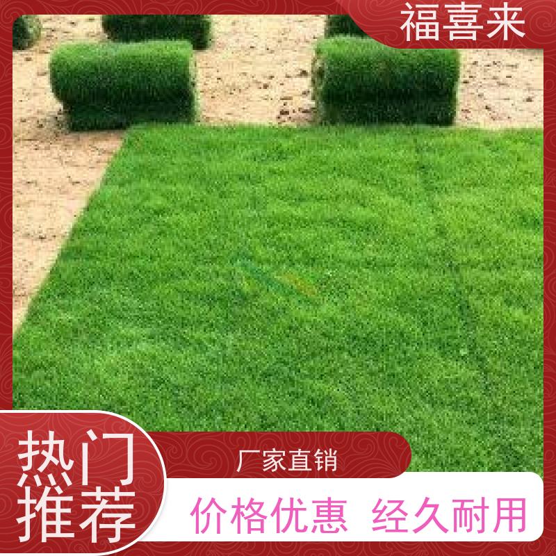 福喜来苗圃 草卷批发 球场用草 耐旱易打理 基地供应