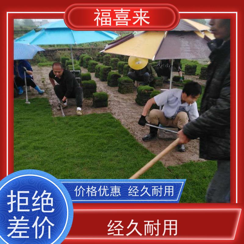 福喜来苗圃 马尼拉草皮供应 精品货效果好 工程草坪