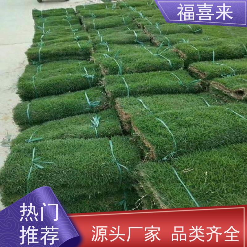 福喜来苗圃 草卷供应 公园绿化混播草坪 常绿耐踩踏