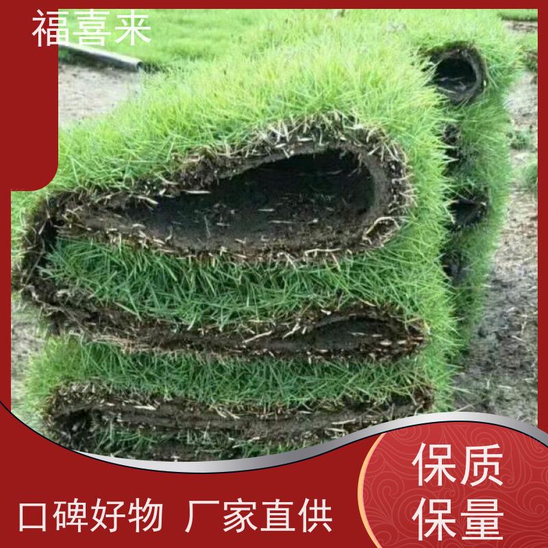 福喜来苗圃 马尼拉草卷供应 精品货效果好 工程草坪