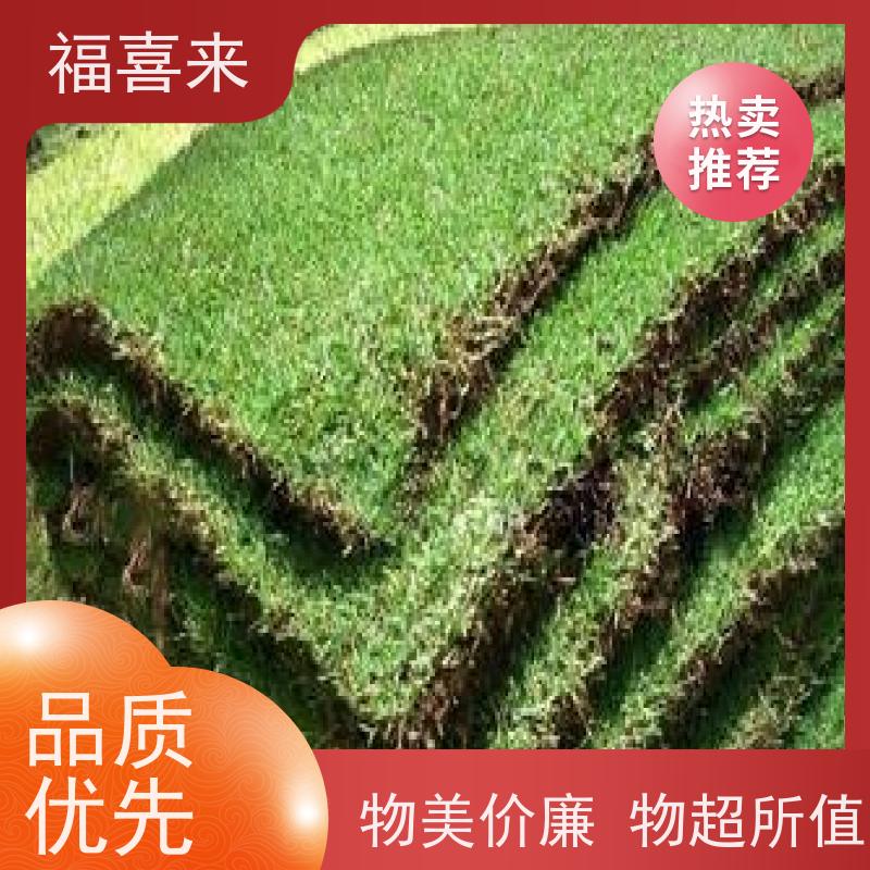 福喜来苗圃 马尼拉草皮批发 耐寒耐践踏易存活暖季型 常绿耐踩踏
