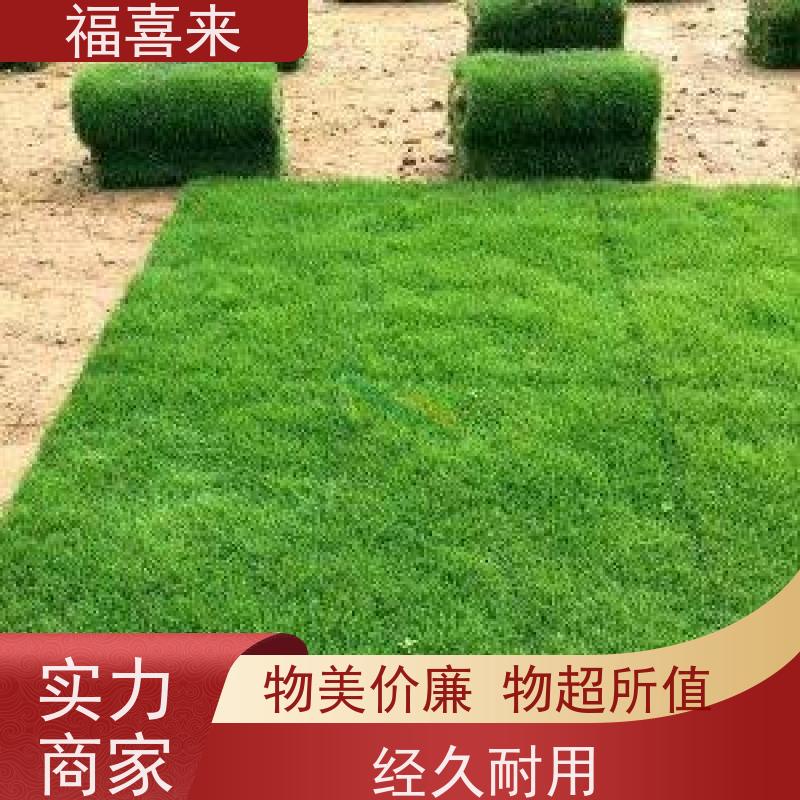 福喜来苗圃 马尼拉草卷直供 耐寒耐践踏易存活暖季型 基地供应