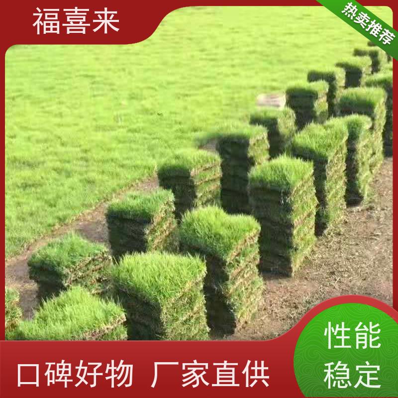福喜来苗圃 草块出售 公园绿化混播草坪 基地供应