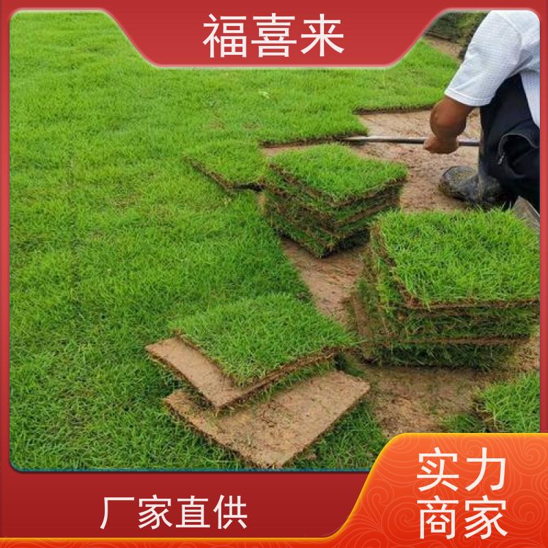 福喜来苗圃 马尼拉草块供应 精品货效果好 草坪基地直发
