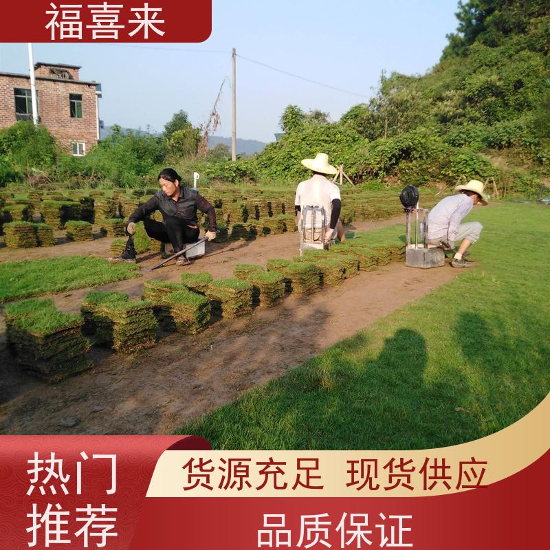 福喜来苗圃 马尼拉草块出售 草皮基地直供 工程草坪