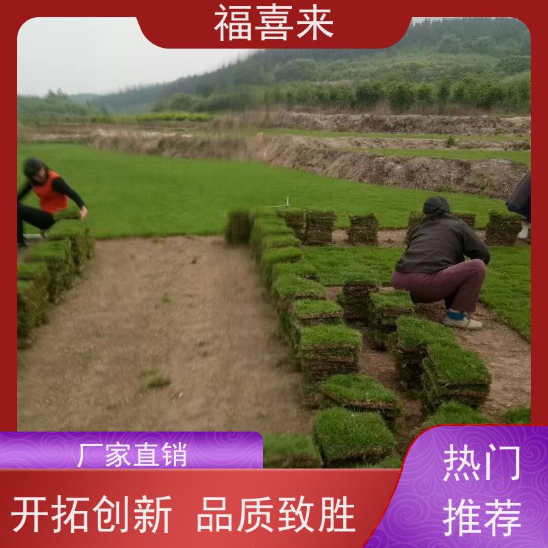 福喜来苗圃 马尼拉草块批发 精品货效果好 常绿耐踩踏