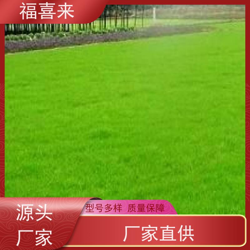 福喜来苗圃 草皮批发 道路园区绿化用 常绿耐踩踏