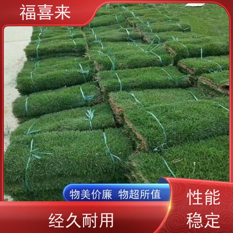 福喜来苗圃 草卷供应 精品货效果好 常绿耐踩踏