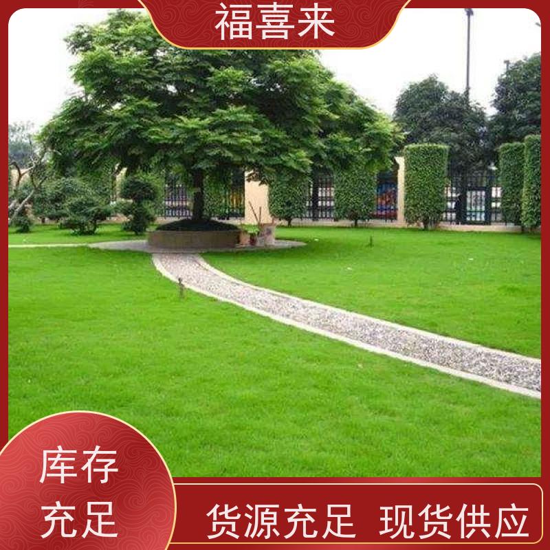 福喜来苗圃 马尼拉草皮出售 公园绿化混播草坪 基地供应
