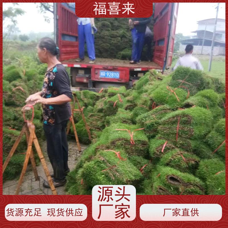 福喜来苗圃 马尼拉草卷直供 道路园区绿化用 工程草坪