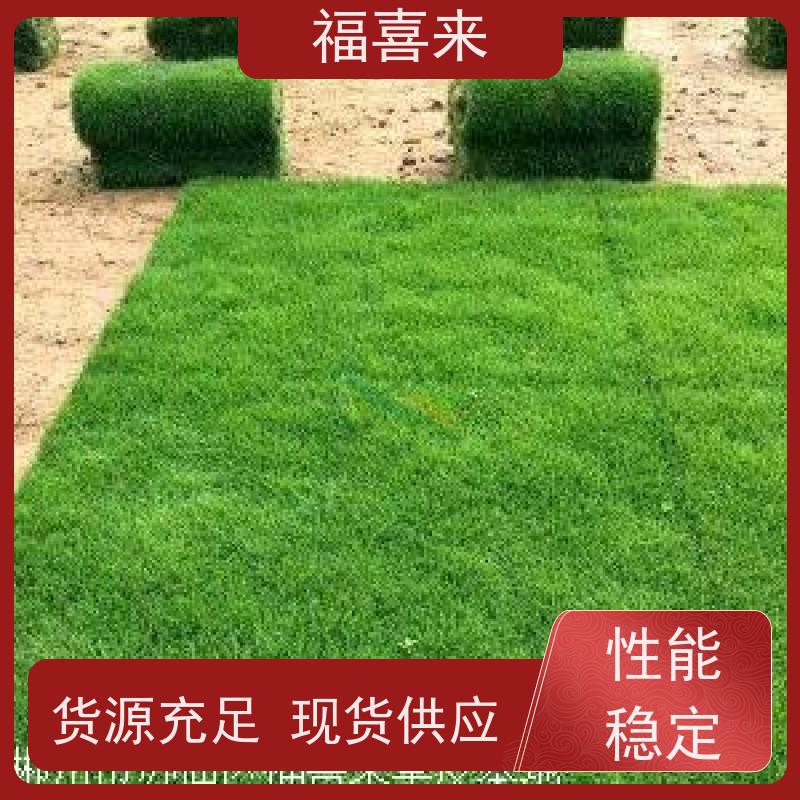 福喜来苗圃 草卷 耐寒耐践踏易存活暖季型 基地供应