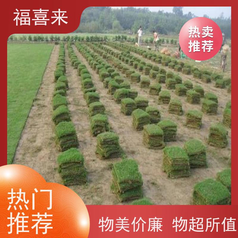 福喜来苗圃 草块供应 现挖现发品种齐全 常绿耐踩踏