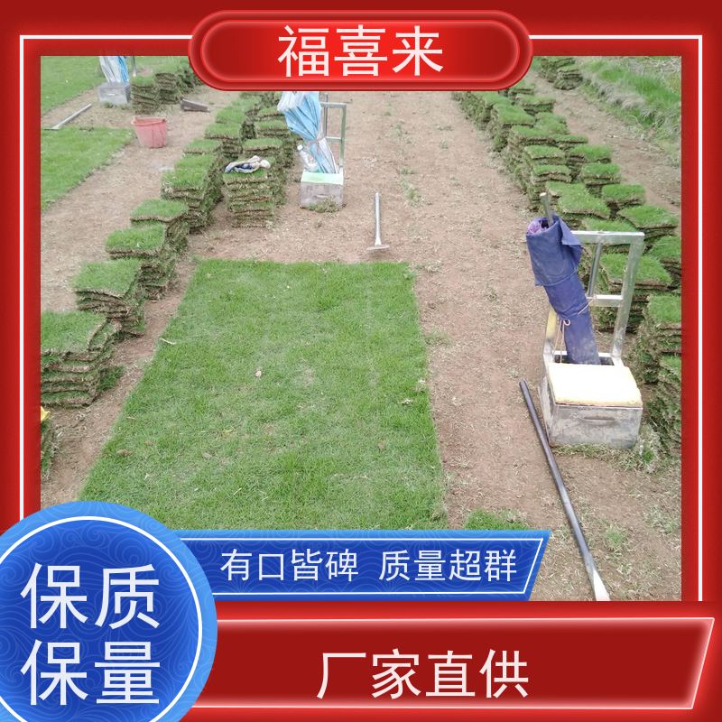 福喜来苗圃 马尼拉草块批发 现挖现发品种齐全 基地供应