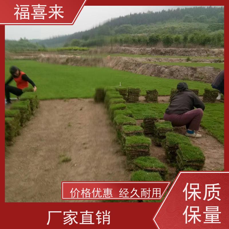 福喜来苗圃 草块批发 公园绿化混播草坪 常绿耐踩踏