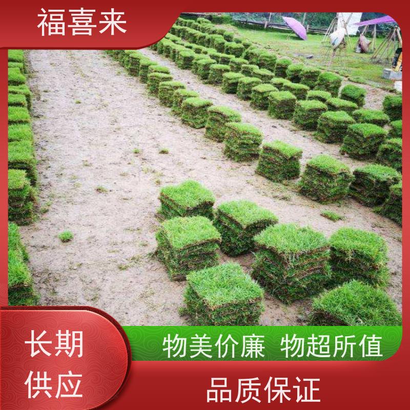 福喜来苗圃 马尼拉草块 球场用草 耐旱易打理 基地供应