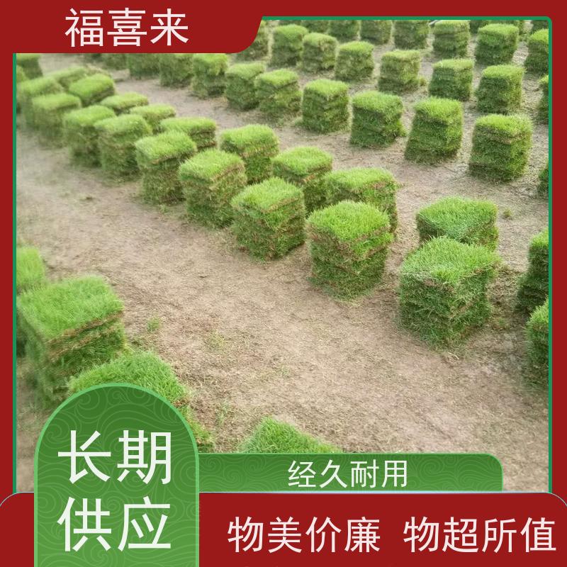 福喜来苗圃 马尼拉草块 耐寒耐践踏易存活暖季型 基地供应