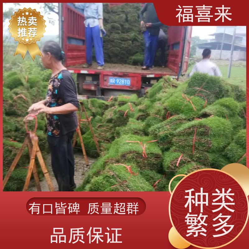 福喜来苗圃 马尼拉草卷 道路园区绿化用 常绿耐踩踏