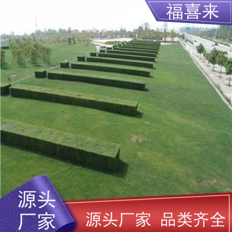 福喜来苗圃 马尼拉草皮 球场用草 耐旱易打理 草坪基地直发