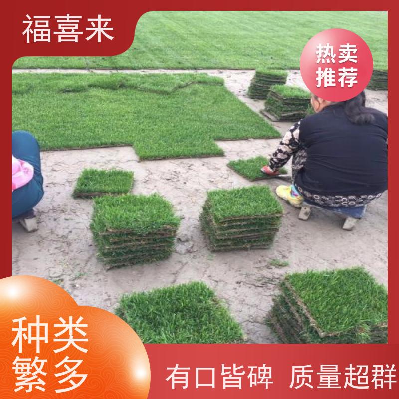 福喜来苗圃 草块出售 耐寒耐践踏易存活暖季型 常绿耐踩踏