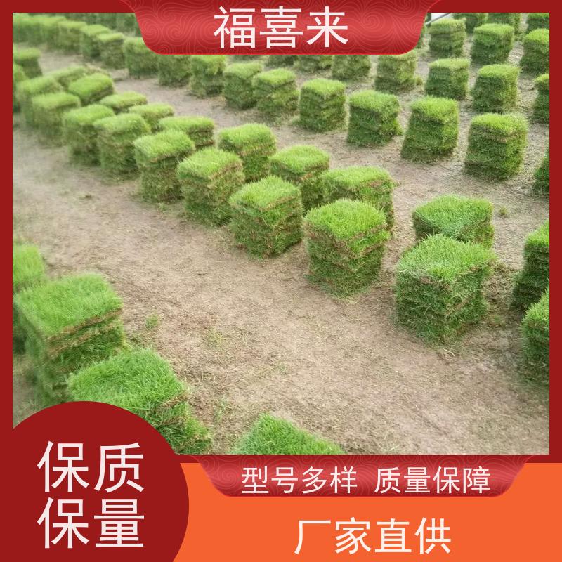 福喜来苗圃 马尼拉草块 道路园区绿化用 工程草坪