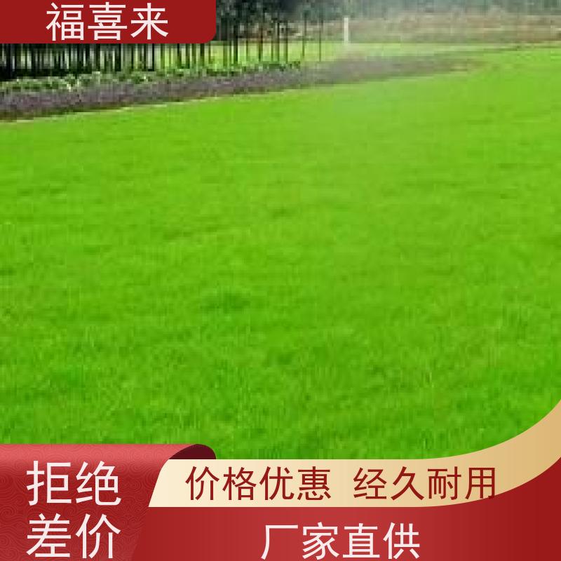 福喜来苗圃 马尼拉草皮直供 道路园区绿化用 基地供应