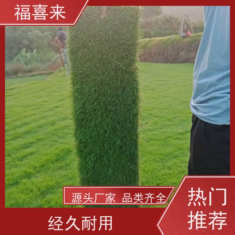 福喜来苗圃 马尼拉草皮出售 耐寒耐践踏易存活暖季型 草坪基地直发