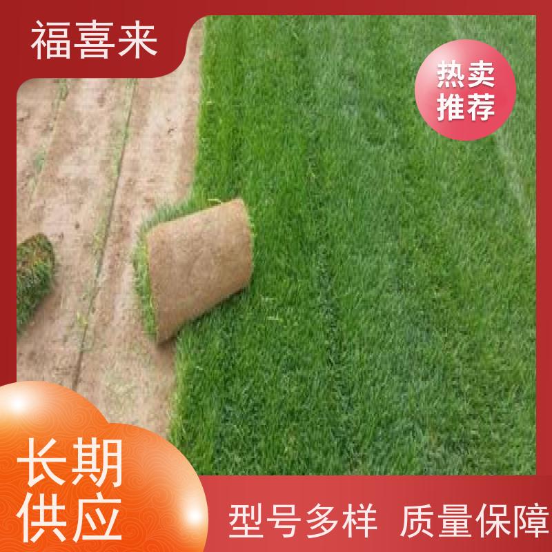福喜来苗圃 草卷直供 耐寒耐践踏易存活暖季型 工程草坪